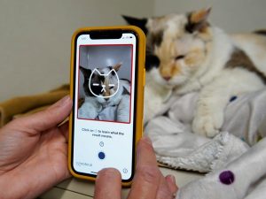 Aplikasi Ini Dapat Memverifikasi Kesehatan dan Suasana Hati Kucing